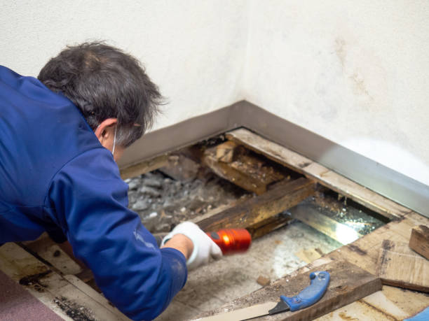 Best Mold Damage Repair  in Wilton Center, CT
