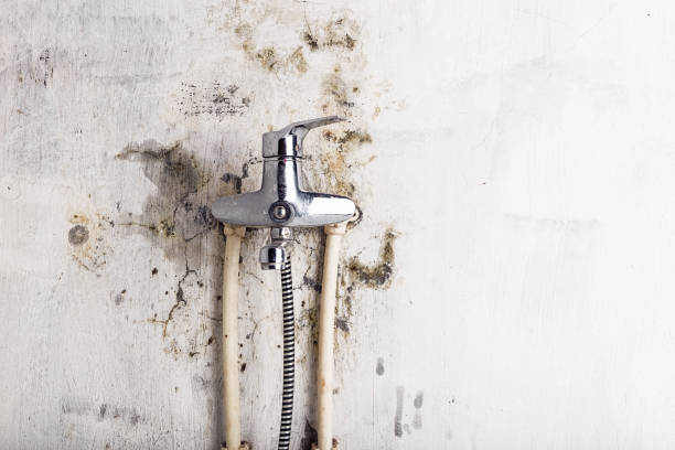 Best Mold Removal Company Near Me  in Wilton Center, CT