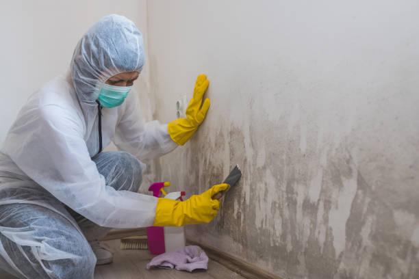 Wilton Center, CT Mold Removal Company
