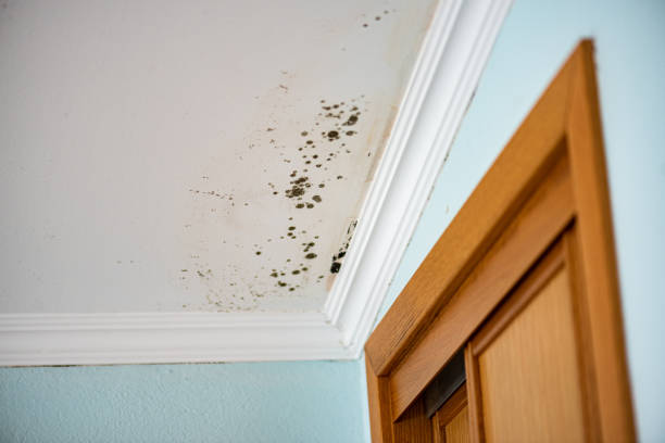 Best Residential Mold Removal  in Wilton Center, CT