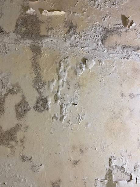 Best Commercial Mold Removal  in Wilton Center, CT