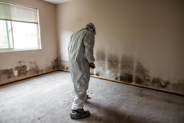 Best Mold Cleaning Services  in Wilton Center, CT
