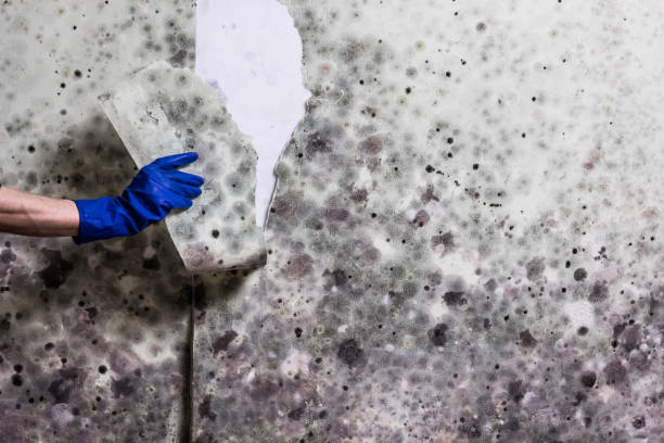 Best Local Mold Removal Service  in Wilton Center, CT