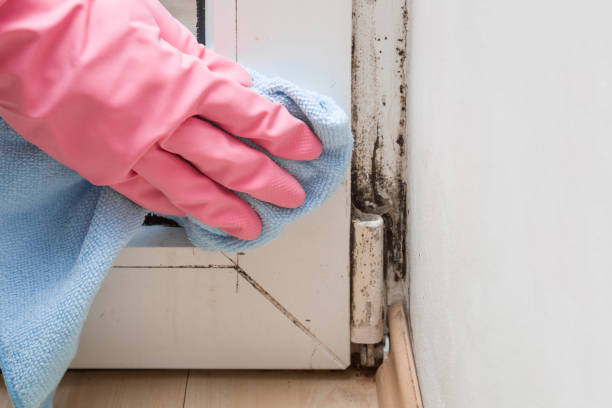 Best Home Mold Removal  in Wilton Center, CT