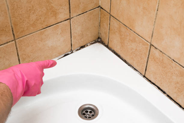 Best Mold Removal and Inspection  in Wilton Center, CT