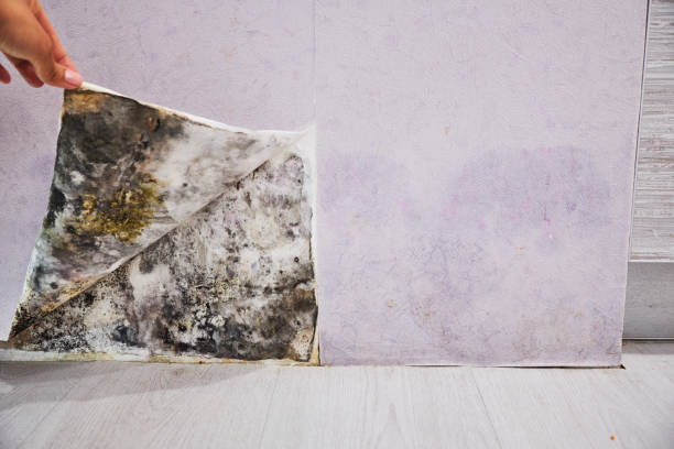 Best Mold Removal Near Me  in Wilton Center, CT